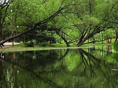 -上海共青森林公园