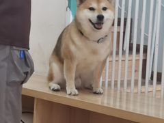 -是阿柴呀！柴犬咖啡·爱喵喵猫咖