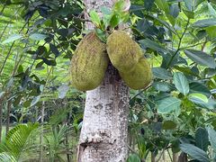 -西双版纳傣族园