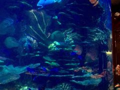 -迪拜帆船酒店海底餐厅