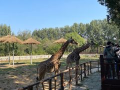 -北京野生动物园