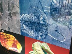 -上海昆虫博物馆