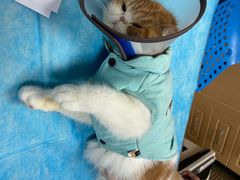 -芭比堂宠物医院·全科爱猫医院·仁德分院