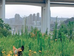 -菜园坝水果市场
