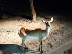 -清迈夜间动物园