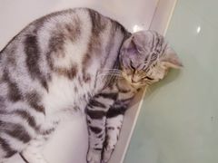 -平行世界·猫咖(首经贸店)