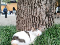 -西园戒幢律寺