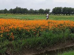 -西青郊野公园