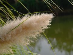 -南湖湿地公园