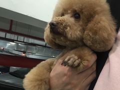 -悠尼宠物·独立低压伊珊娜洗护·美容·寄养(兰谷路店)
