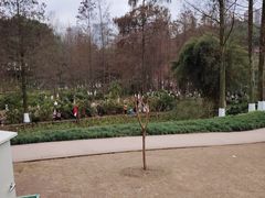 -重庆彩云湖湿地公园