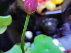 -芙蓉街-王府池子