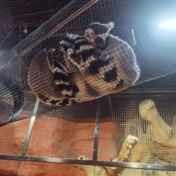 -Zoolung Zoolung动物主题公园(海信广场店)