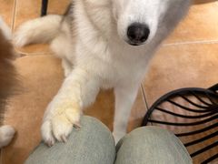 -Let's go狗咖·猫咖·奶狗·桌游(春熙路IFS店)