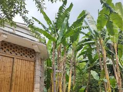 -南山植物园