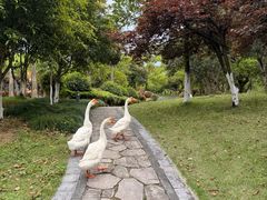 -宁波九龙湖开元度假村