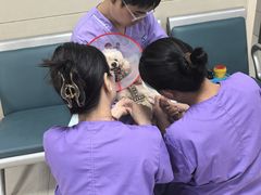 -康旭宠物医院(郑州总院)