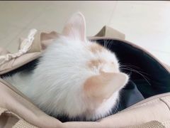 -汪喵宠物医院·骨科心脏影像·犬猫急重症ICU诊疗中心(成华分院)