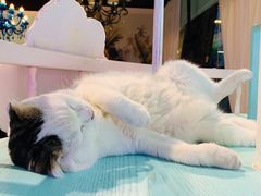 -猫小院猫主题餐厅(三里屯店)
