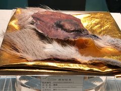 -青藏高原自然博物馆