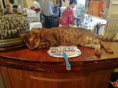 -猫色咖啡·猫咖