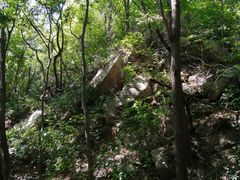 -大岭沟猕猴桃谷风景区