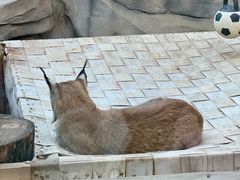 -青藏高原野生动物园