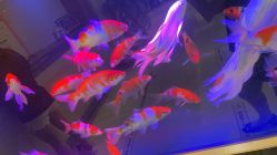 -北京俪婴妇产医院(朝阳大悦城店)