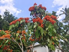 -中国科学院西双版纳热带植物园
