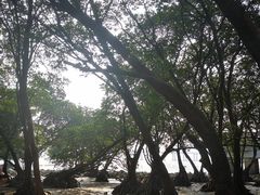 -宝安西湾红树林湿地公园