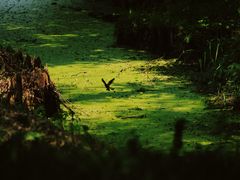 -西湖风景区-江洋畈生态公园