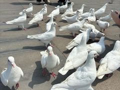 -天津妈祖文化园