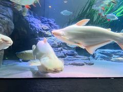 -上海海洋水族馆