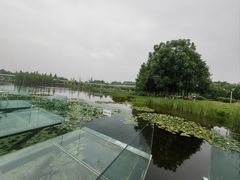 -白鹭湾湿地公园