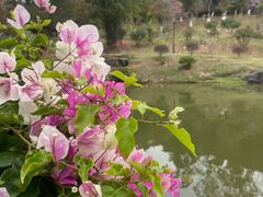 -东莞植物园