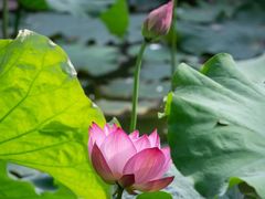 -花开海上生态园