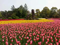 -上海鲜花港