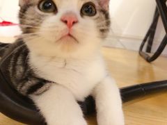 -猫大福·Fortune Cat猫舍(百子湾店)