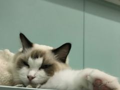 -怪兽屋·羊驼·猫咖·狗咖(俊华广场店)