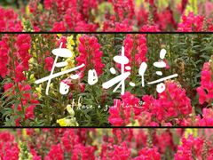 -上海滨江森林公园