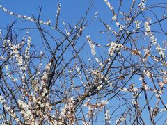 -广州市流溪河国家森林公园