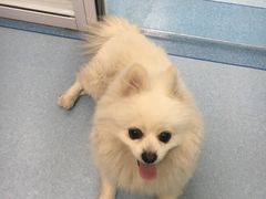 -瑞派·关忠动物医院·异宠专科·犬猫肿瘤·皮肤专科(望京店)