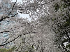 -陆家嘴中心绿地