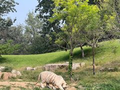 -北京野生动物园