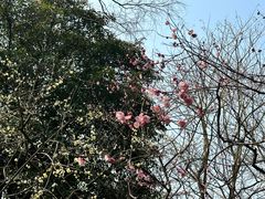 -秋霞圃