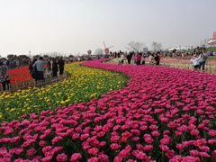 -荷兰花海