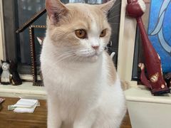 -猫小院猫主题餐厅(南锣旗舰店)