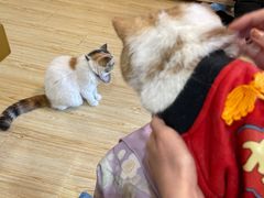 -Sweet cat·星愿猫咖(国贸大厦店)