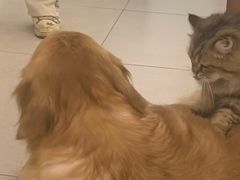-安格丽娜·狗咖·猫咖羊驼咖(春熙路百盛商场店)