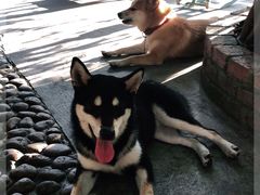 -柴犬高等学院·狗咖·柴犬售卖·宠物训练